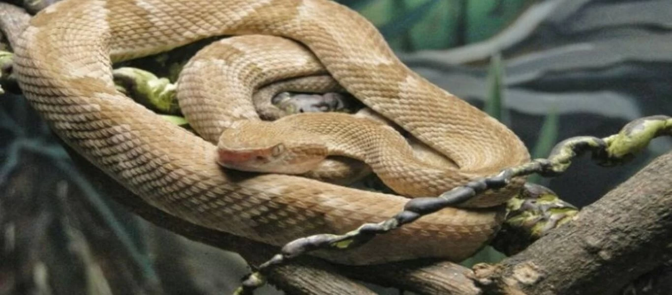 Στη «μάχη» κατά της Covid-19 δηλητήριο φιδιού από τη Βραζιλία